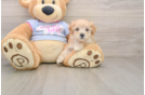 Little Multipoo Poodle Mix Puppy