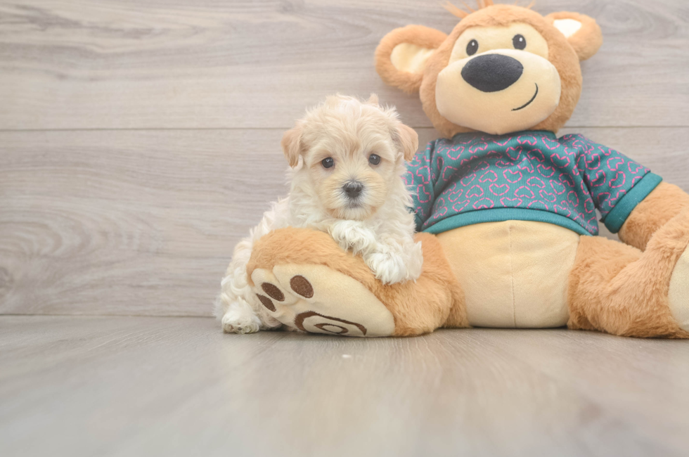 5 week old Maltipoo Puppy For Sale - Puppy Love PR