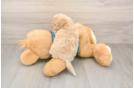 Smart Maltipoo Poodle Mix Pup