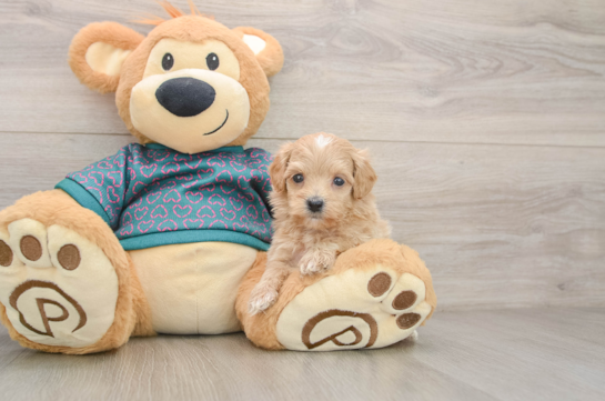 Adorable Moodle Poodle Mix Puppy