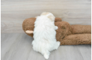 Maltipoo Pup Being Cute