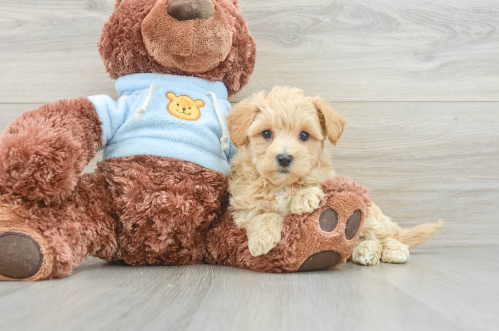 7 week old Maltipoo Puppy For Sale - Puppy Love PR