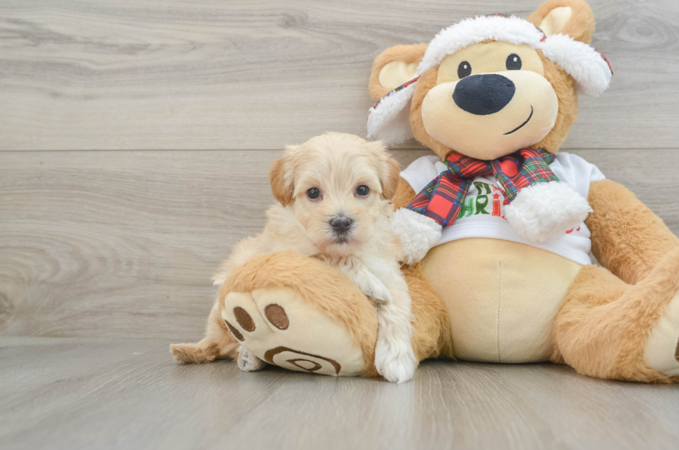 5 week old Maltipoo Puppy For Sale - Puppy Love PR