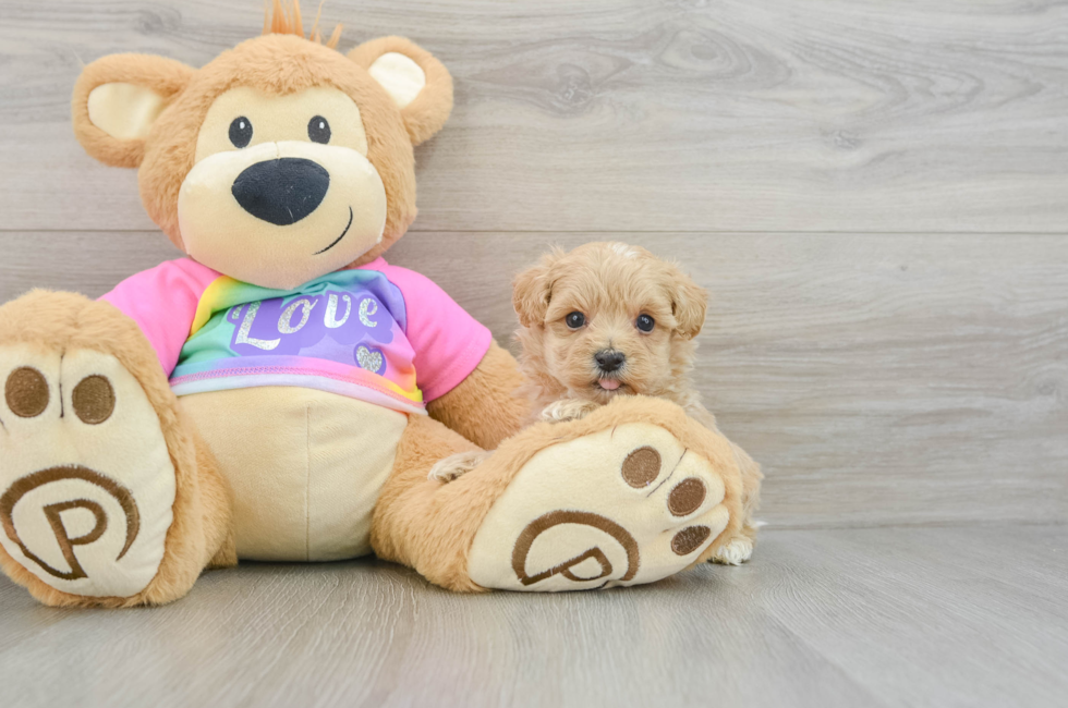 6 week old Maltipoo Puppy For Sale - Puppy Love PR