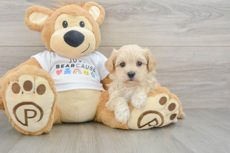 6 week old Maltipoo Puppy For Sale - Puppy Love PR