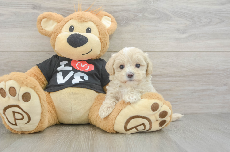 5 week old Maltipoo Puppy For Sale - Puppy Love PR