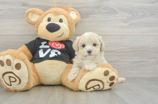 Little Maltese Poodle Poodle Mix Puppy