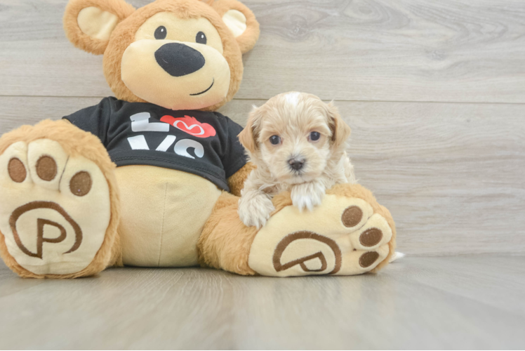 Petite Maltipoo Poodle Mix Pup