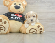 8 week old Maltipoo Puppy For Sale - Puppy Love PR