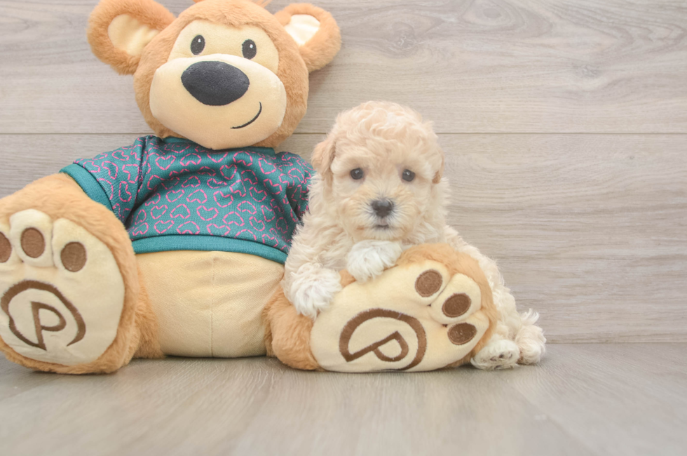 5 week old Maltipoo Puppy For Sale - Puppy Love PR
