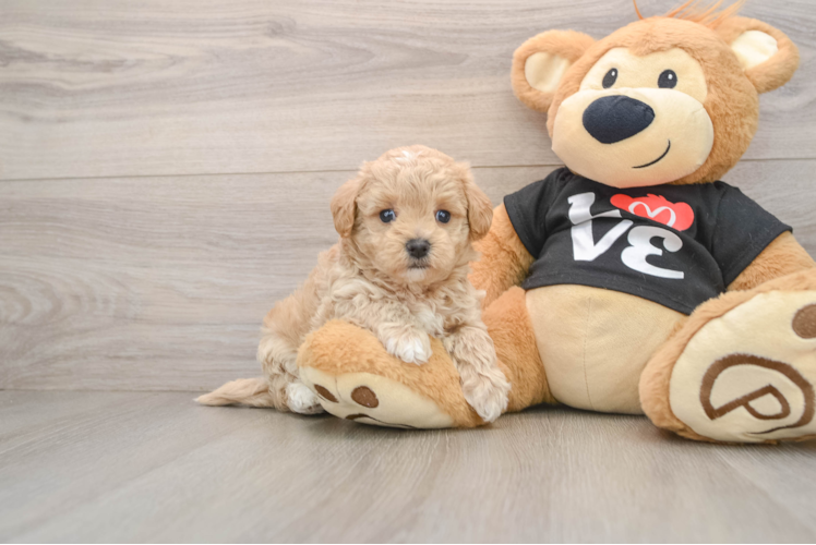 Maltipoo Pup Being Cute