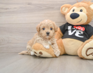 8 week old Maltipoo Puppy For Sale - Puppy Love PR