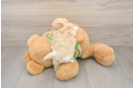 Energetic Maltidoodle Poodle Mix Puppy