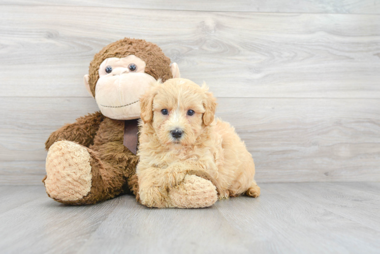 Meet Evan - our Maltipoo Puppy Photo 1/3 - Puppy Love PR Cute Maltipoo Baby