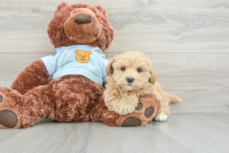 Best Maltipoo Baby