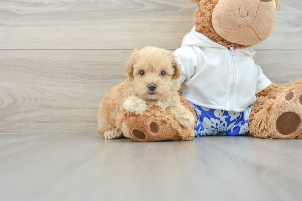 Maltipoo Puppy for Adoption