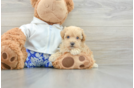 Best Maltipoo Baby