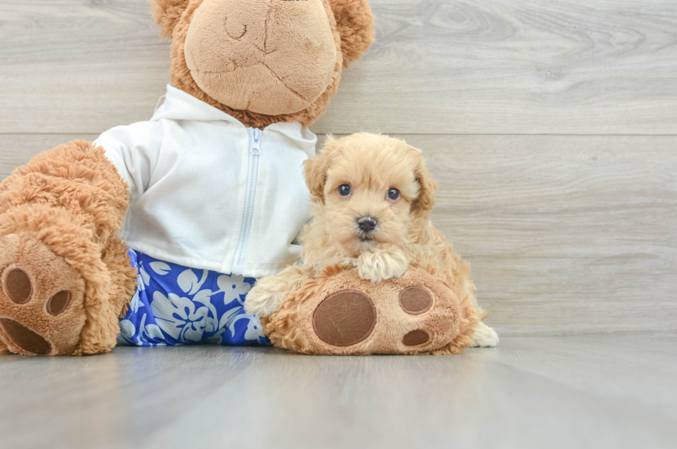 6 week old Maltipoo Puppy For Sale - Puppy Love PR