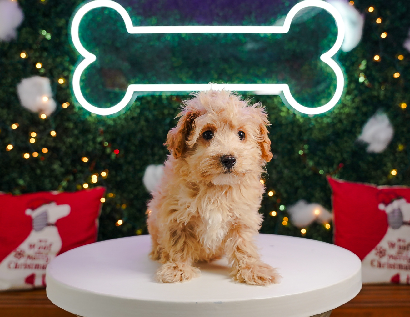 Cute Maltipoo Baby