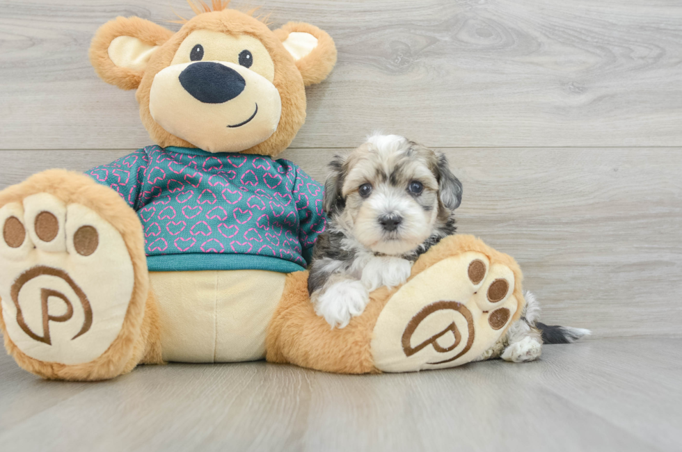 8 week old Maltipoo Puppy For Sale - Puppy Love PR