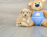 7 week old Maltipoo Puppy For Sale - Puppy Love PR