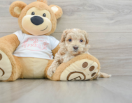 8 week old Maltipoo Puppy For Sale - Puppy Love PR