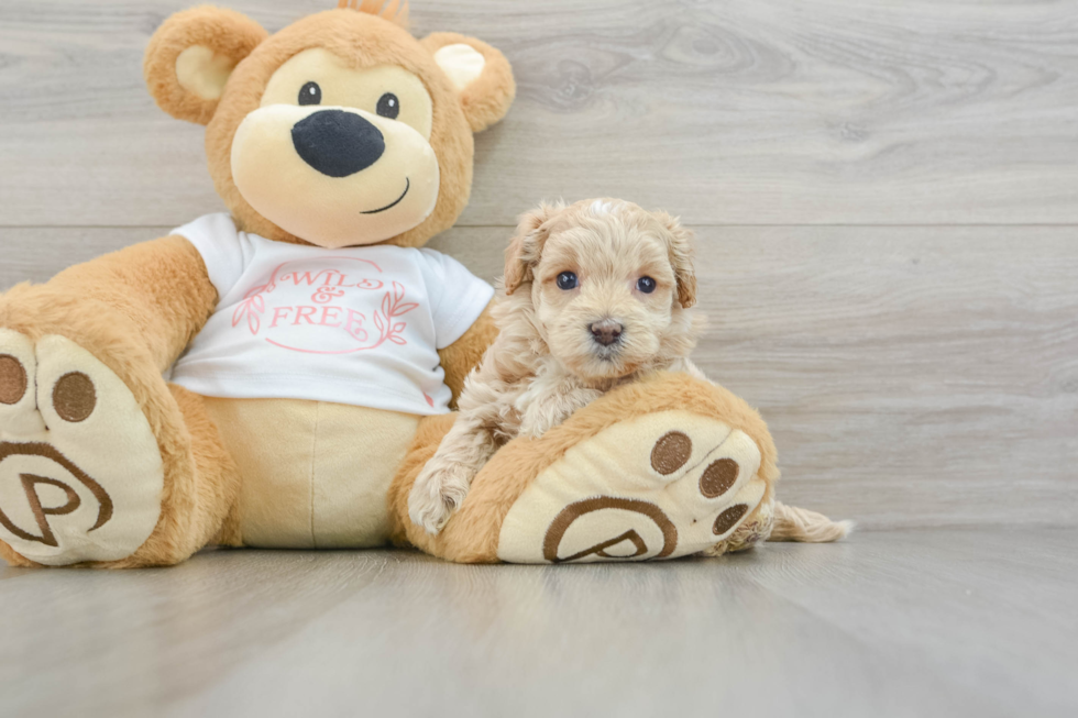 Maltipoo Puppy for Adoption