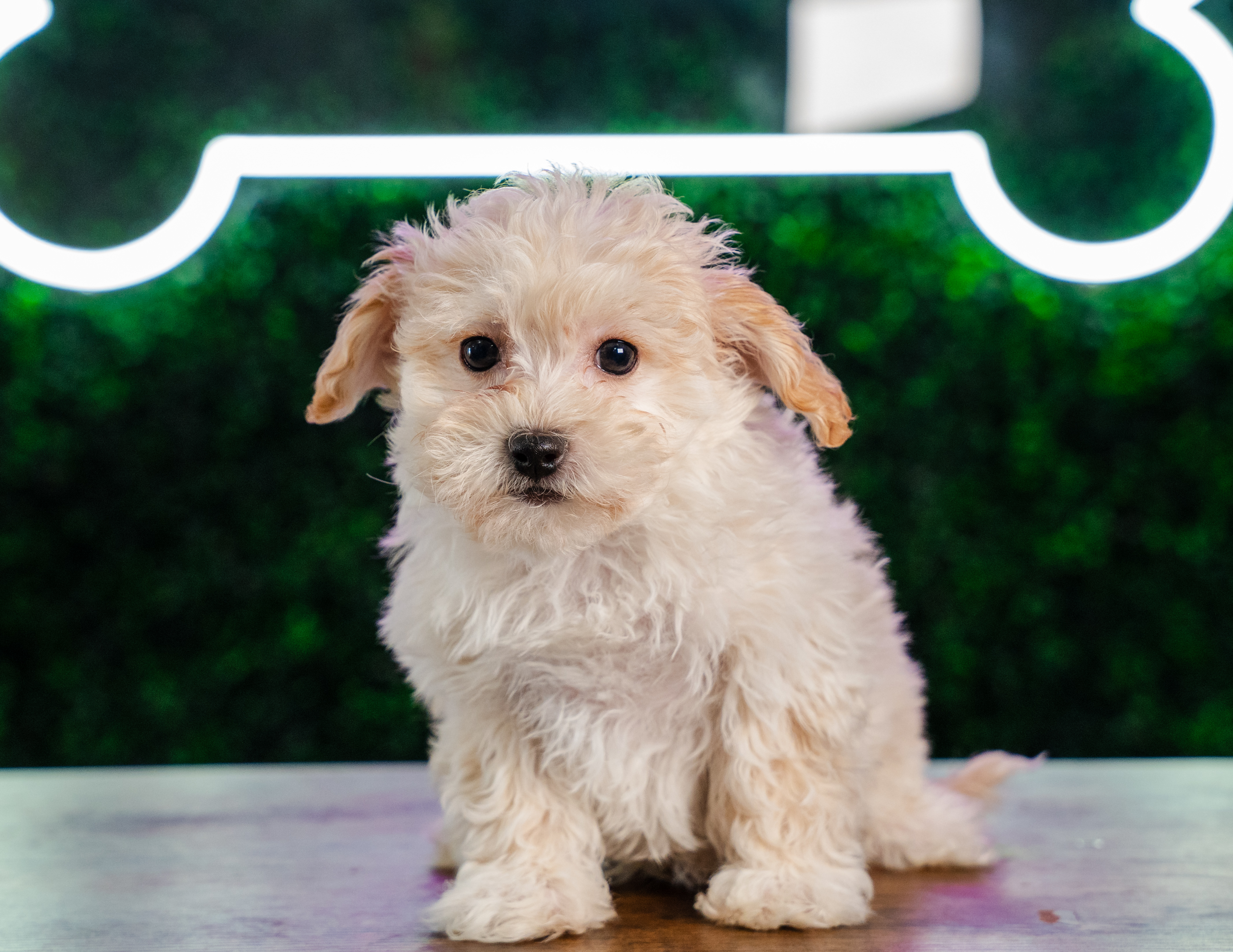 Maltipoo Puppy for Adoption
