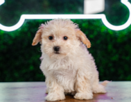10 week old Maltipoo Puppy For Sale - Puppy Love PR