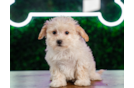 Maltipoo Puppy for Adoption