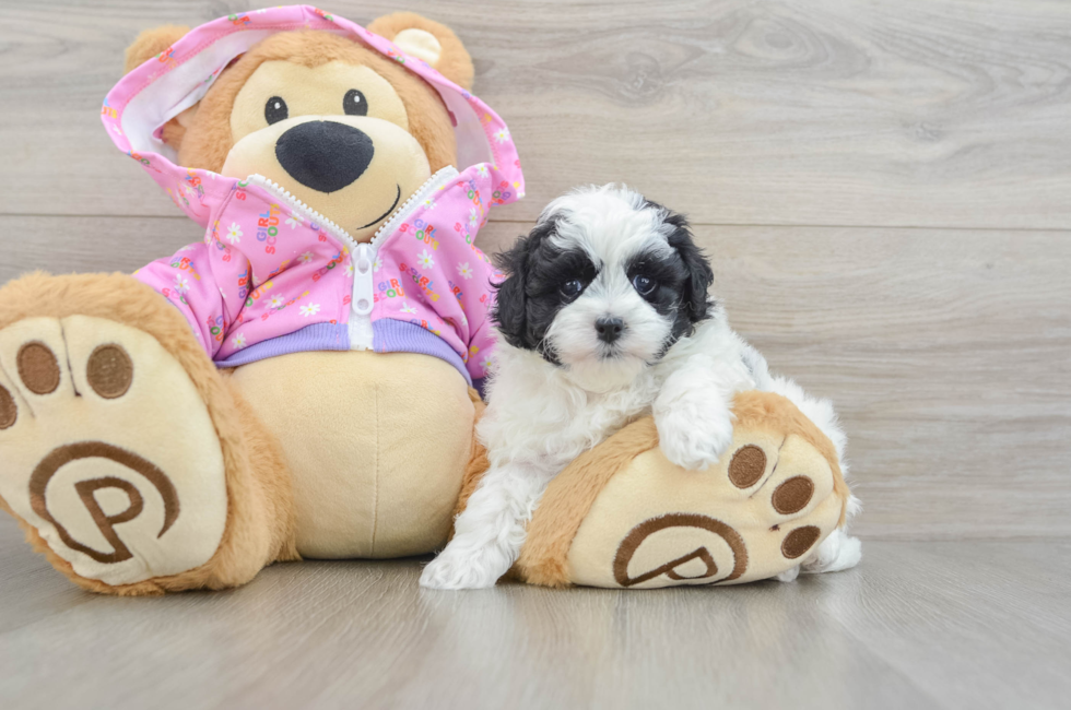 6 week old Maltipoo Puppy For Sale - Puppy Love PR