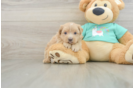 Playful Multipoo Poodle Mix Puppy
