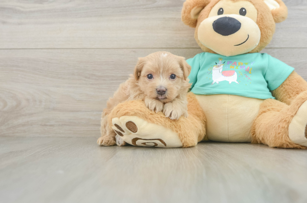 6 week old Maltipoo Puppy For Sale - Puppy Love PR
