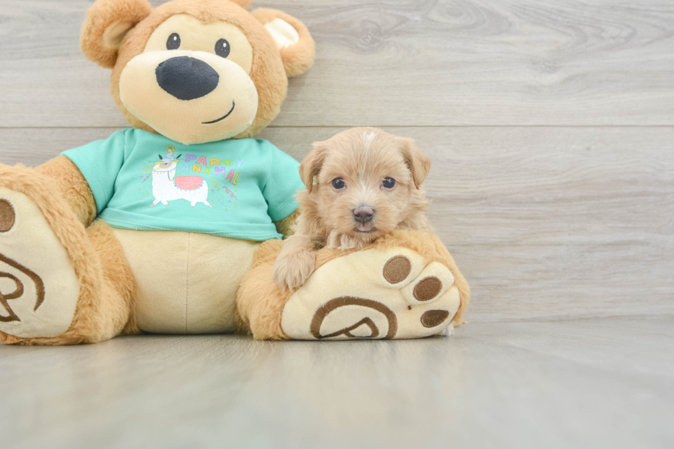 Maltipoo Pup Being Cute