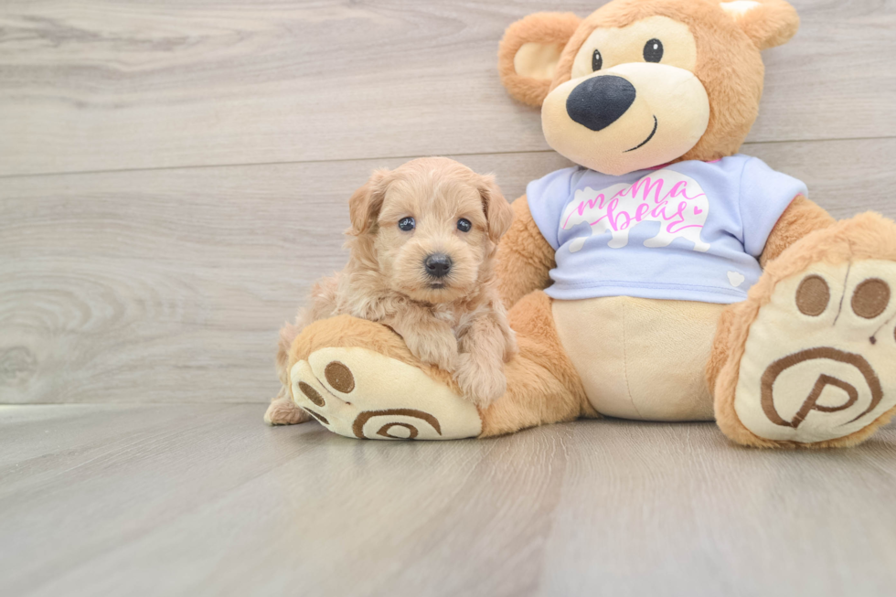 Popular Maltipoo Poodle Mix Pup