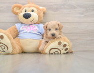 8 week old Maltipoo Puppy For Sale - Puppy Love PR