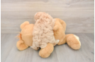 Funny Maltipoo Poodle Mix Pup