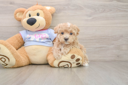 Small Maltipoo Baby