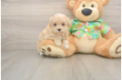 Maltipoo Puppy for Adoption