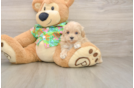 Maltipoo Puppy for Adoption