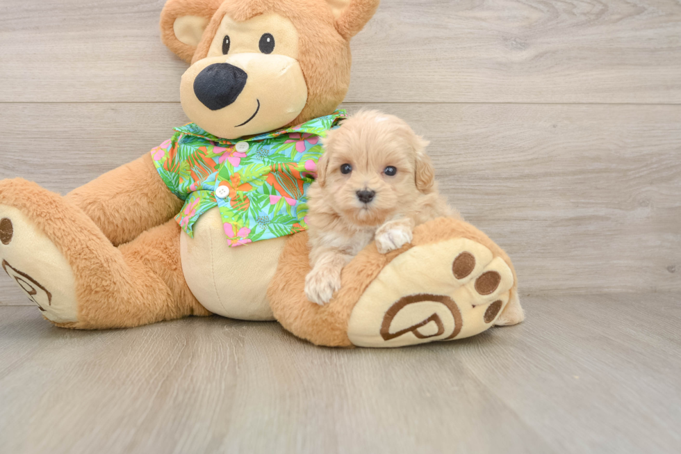 Maltipoo Puppy for Adoption