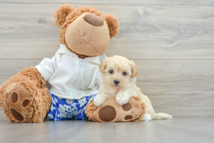 Fluffy Maltipoo Poodle Mix Pup