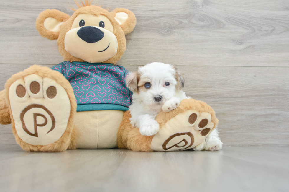 8 week old Maltipoo Puppy For Sale - Puppy Love PR