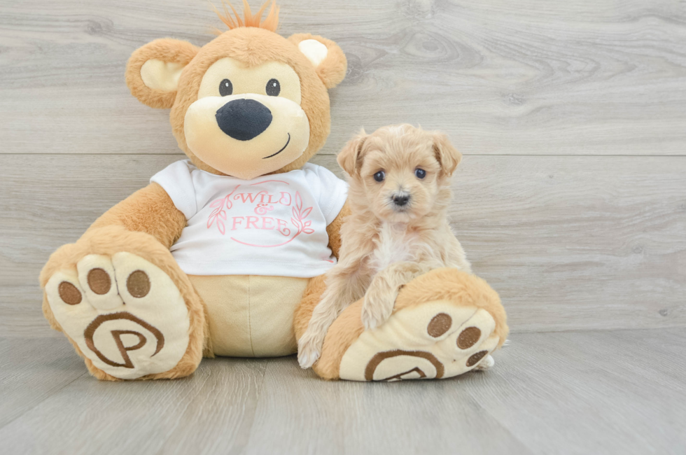 5 week old Maltipoo Puppy For Sale - Puppy Love PR