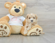 8 week old Maltipoo Puppy For Sale - Puppy Love PR