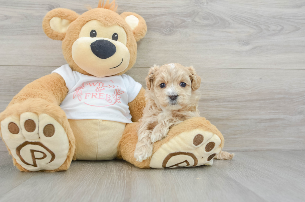 6 week old Maltipoo Puppy For Sale - Puppy Love PR