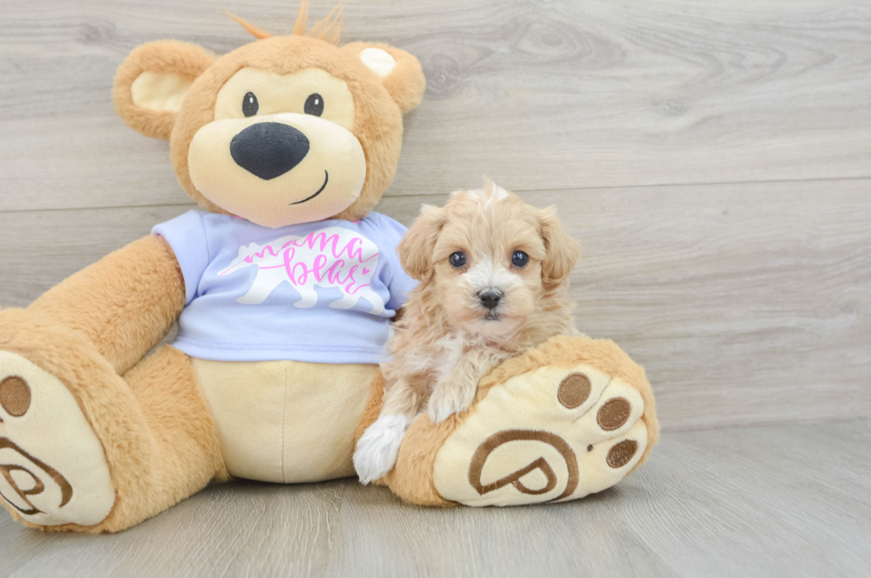 6 week old Maltipoo Puppy For Sale - Puppy Love PR