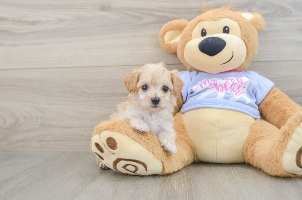 5 week old Maltipoo Puppy For Sale - Puppy Love PR
