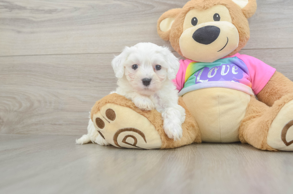 7 week old Maltipoo Puppy For Sale - Puppy Love PR