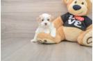 Popular Maltipoo Poodle Mix Pup